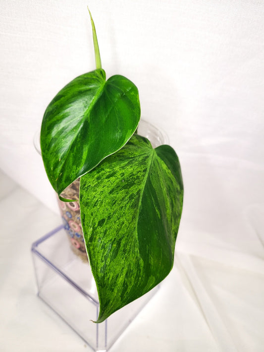 Philodendron heart leaf varieged 1