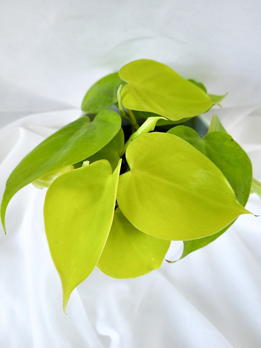 Philodendron Limon Lime