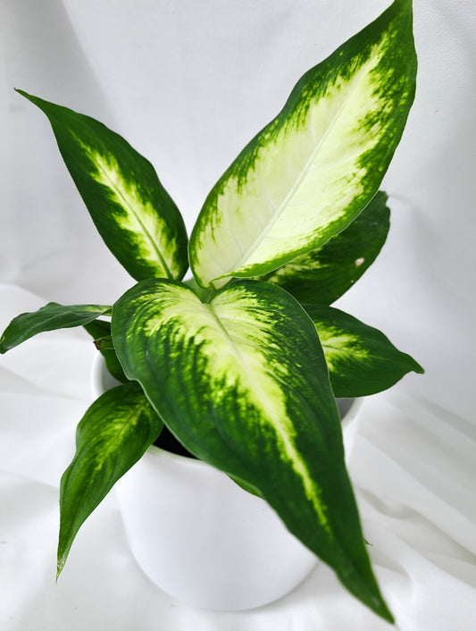 Dieffenbachia