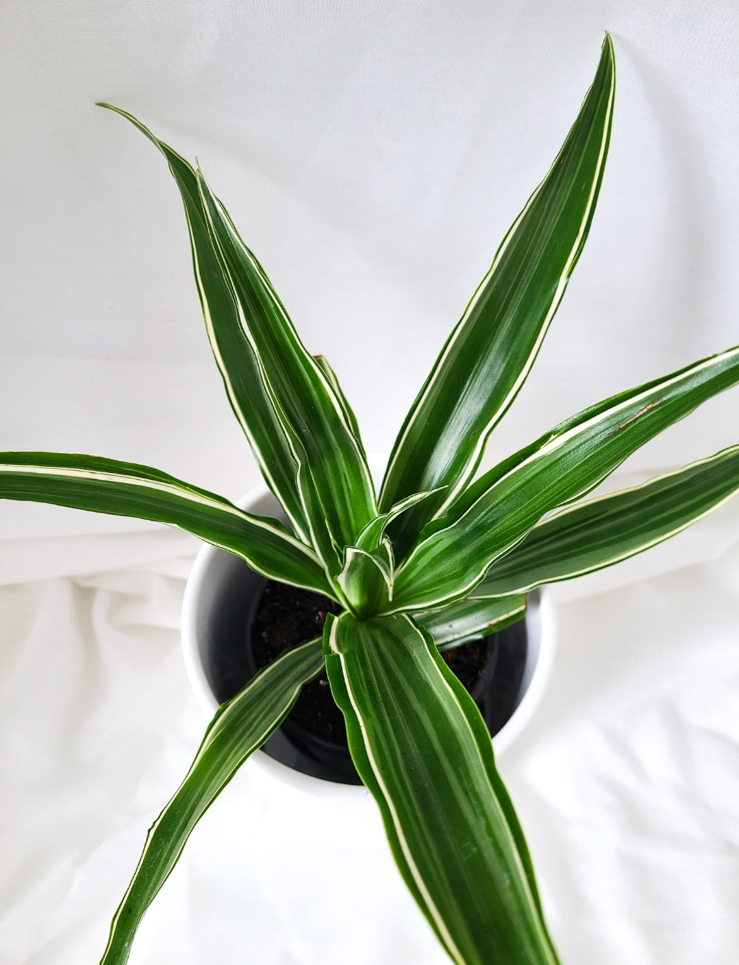 Dracaena warneckii