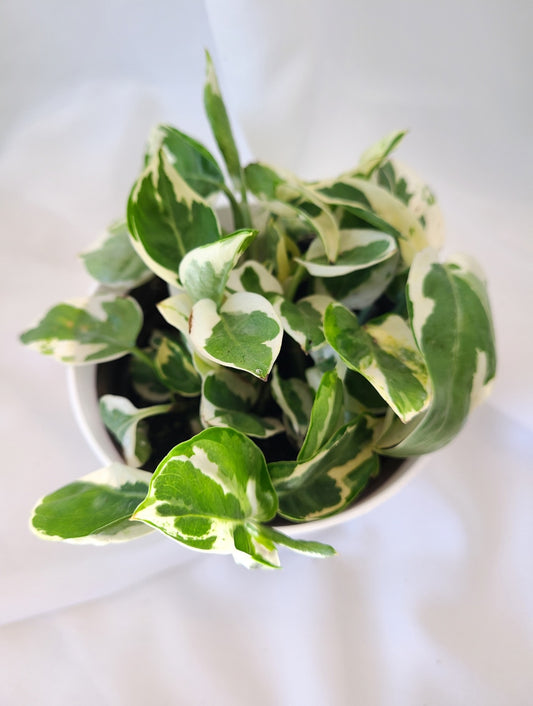 Pothos Pearl and jade
