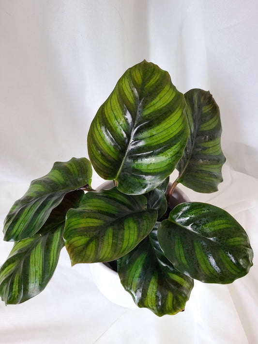 Calathea Fasciata