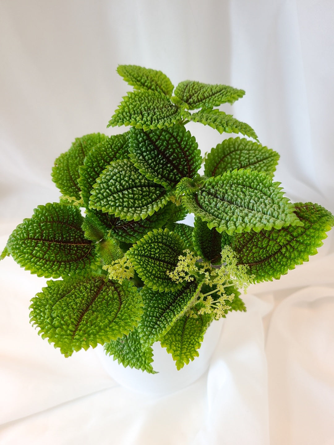 Pilea moon valley