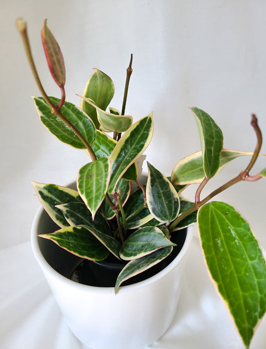 Hoya macrophylla