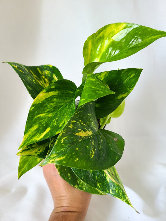 Pothos golden