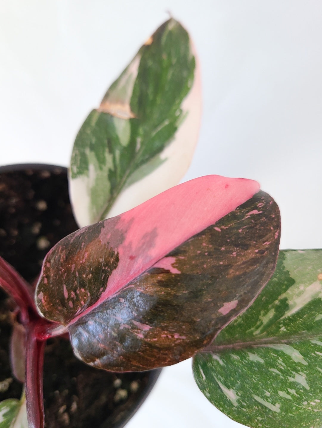 Philodendron pink princess