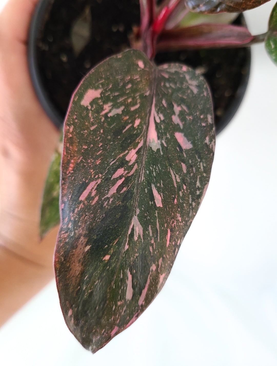 Philodendron pink princess