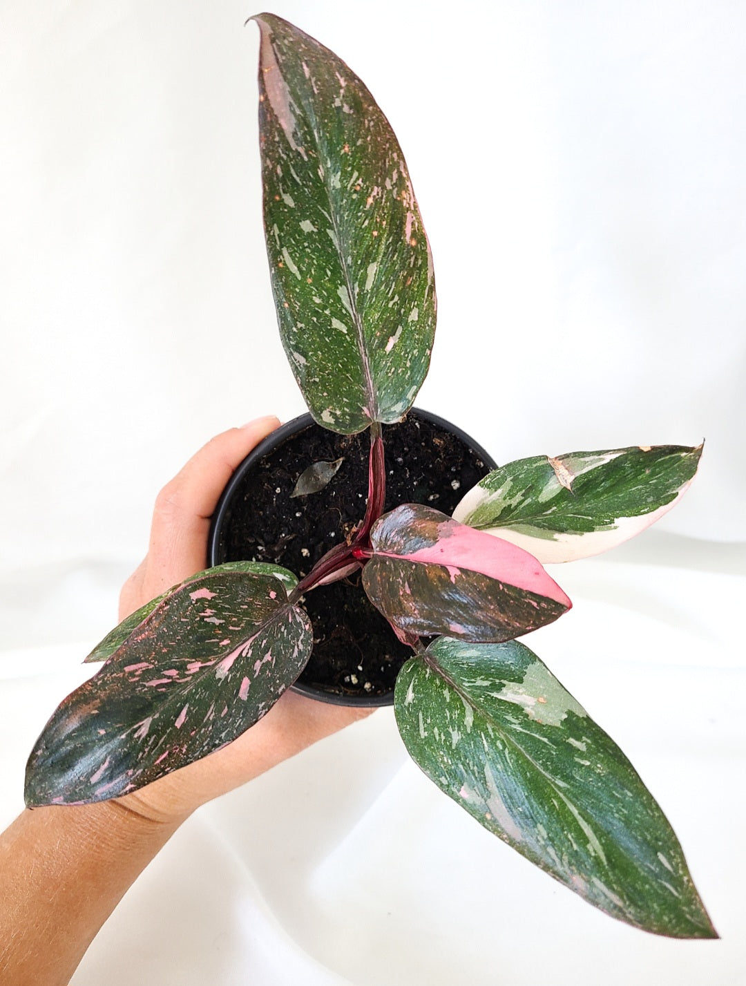 Philodendron pink princess