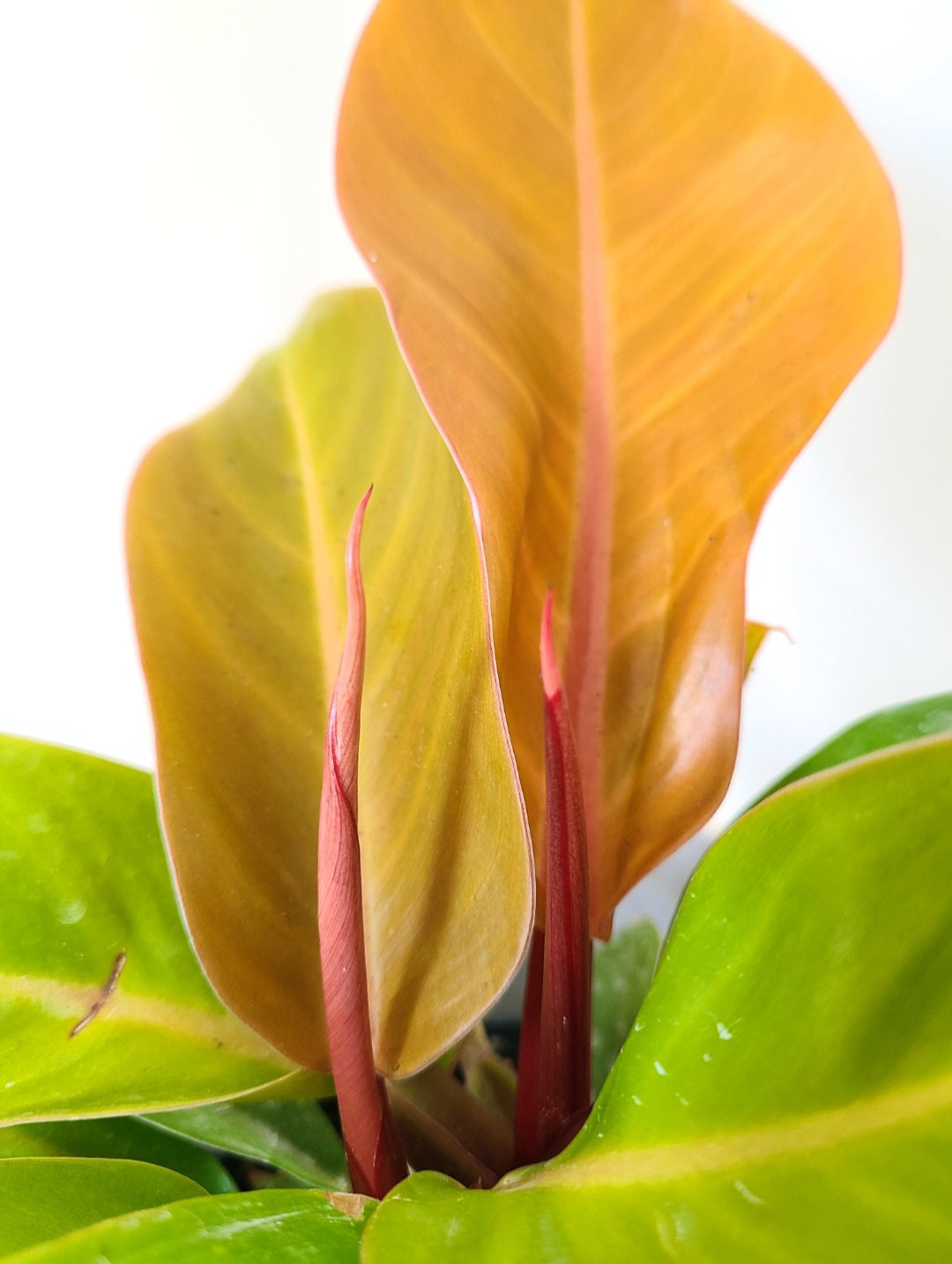 Philodendron prince of orange