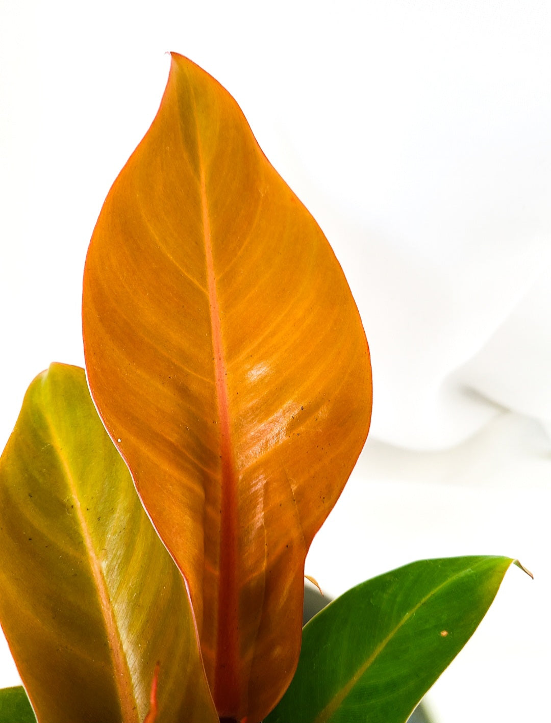 Philodendron prince of orange