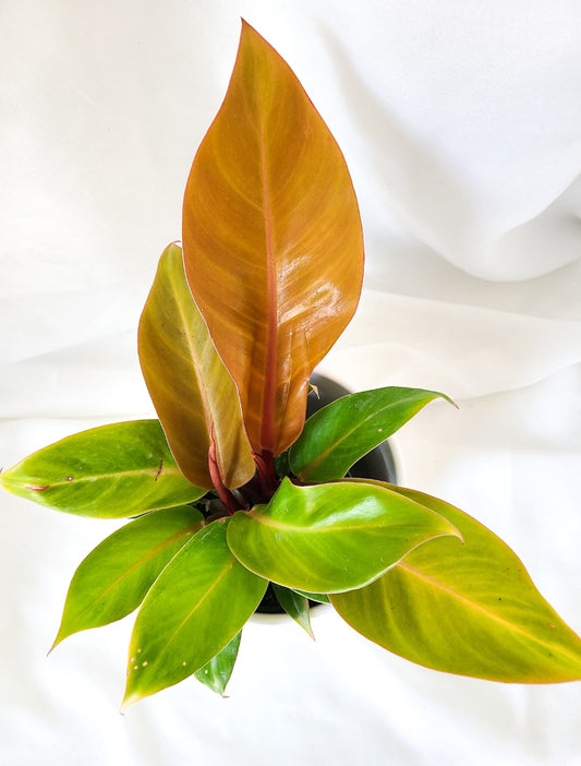 Philodendron prince of orange