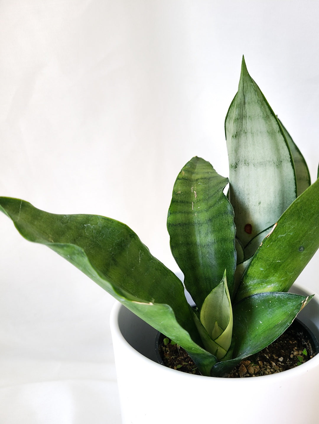 Sansevieria Moonshine