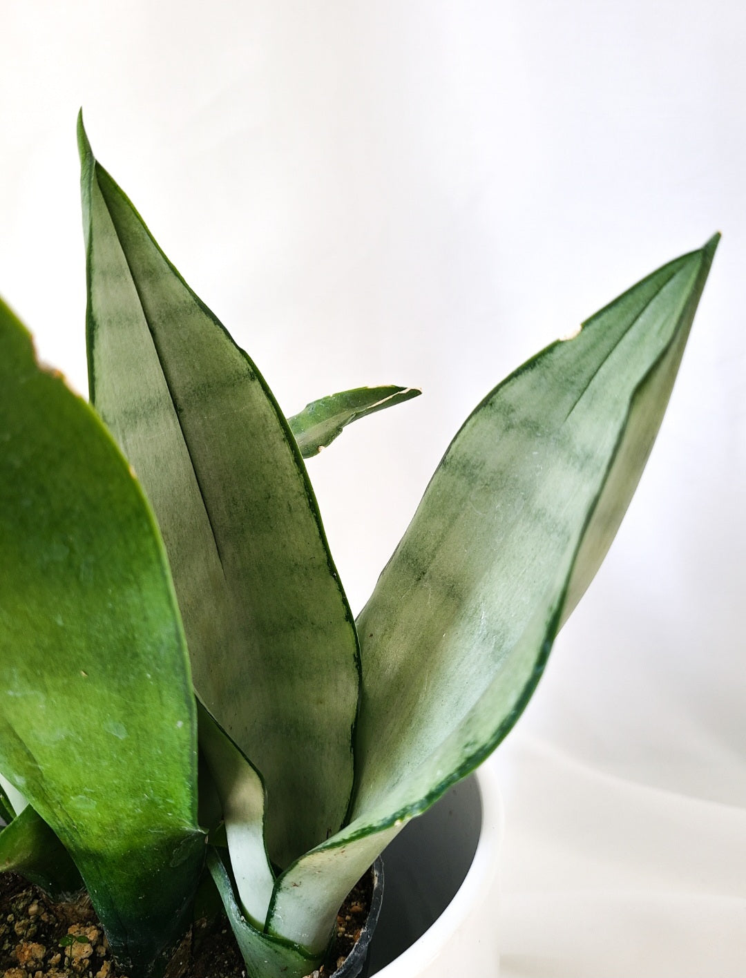 Sansevieria Moonshine