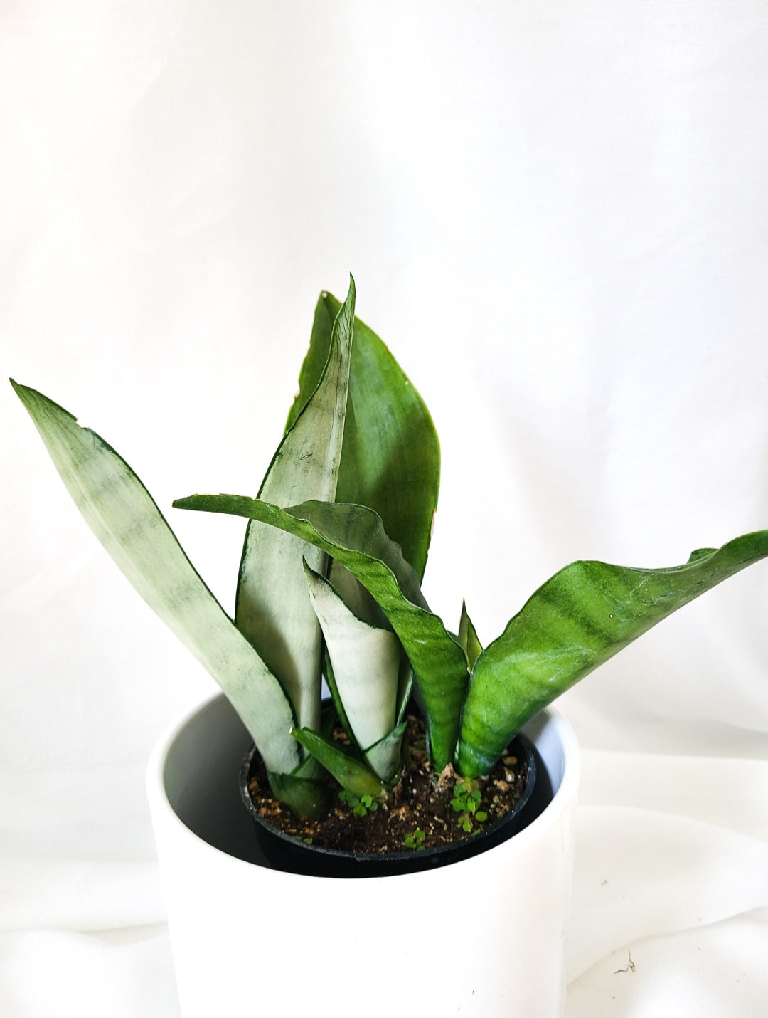 Sansevieria Moonshine