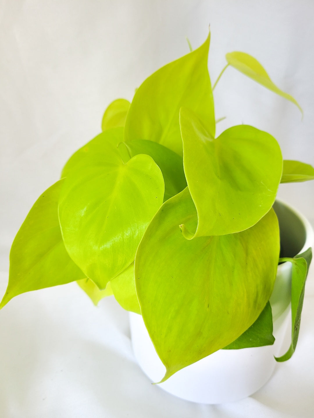 Philodendron Limon Lime