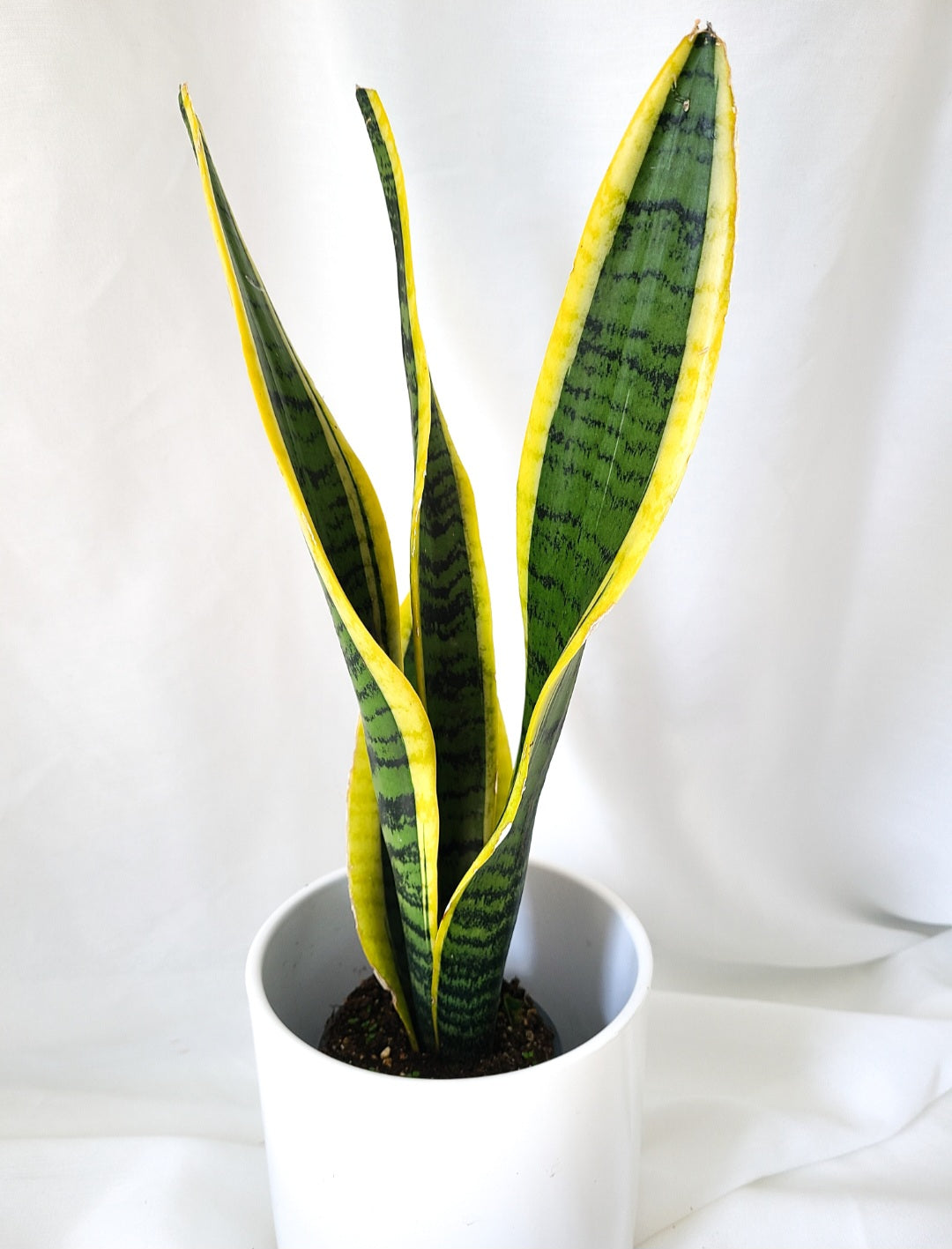 Sansevieria slaurentii