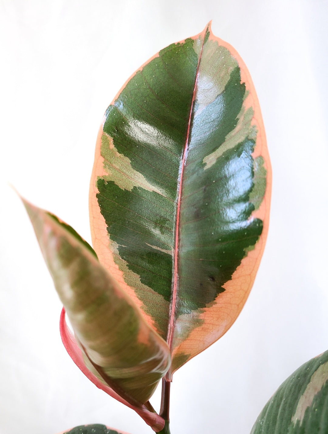 Ficus Elastica ruby