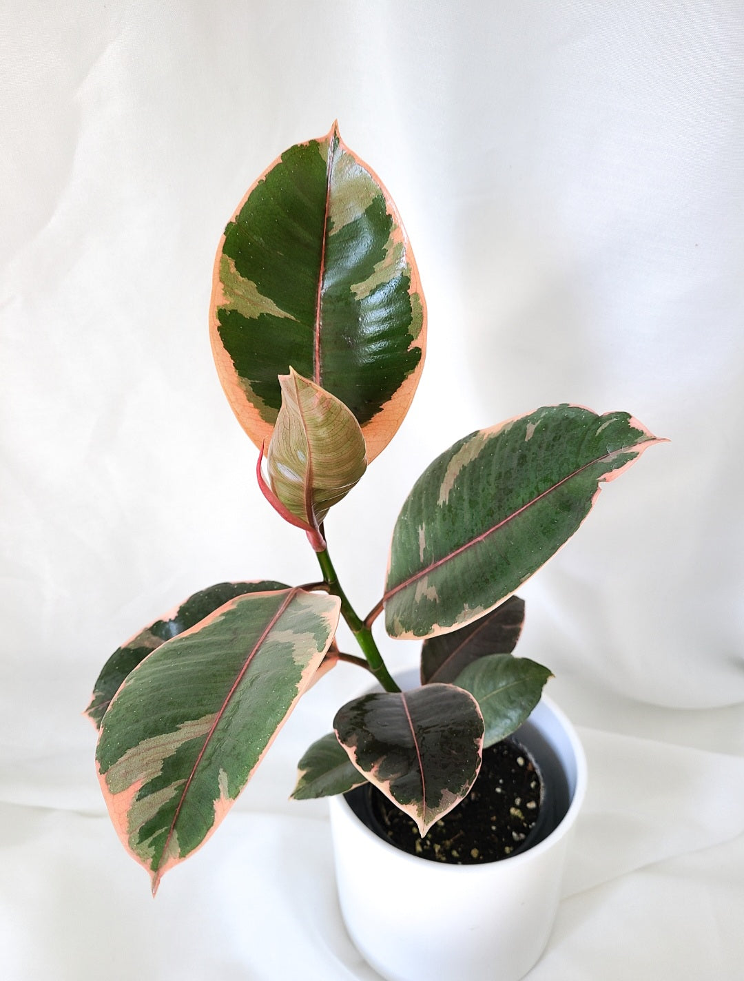 Ficus Elastica ruby