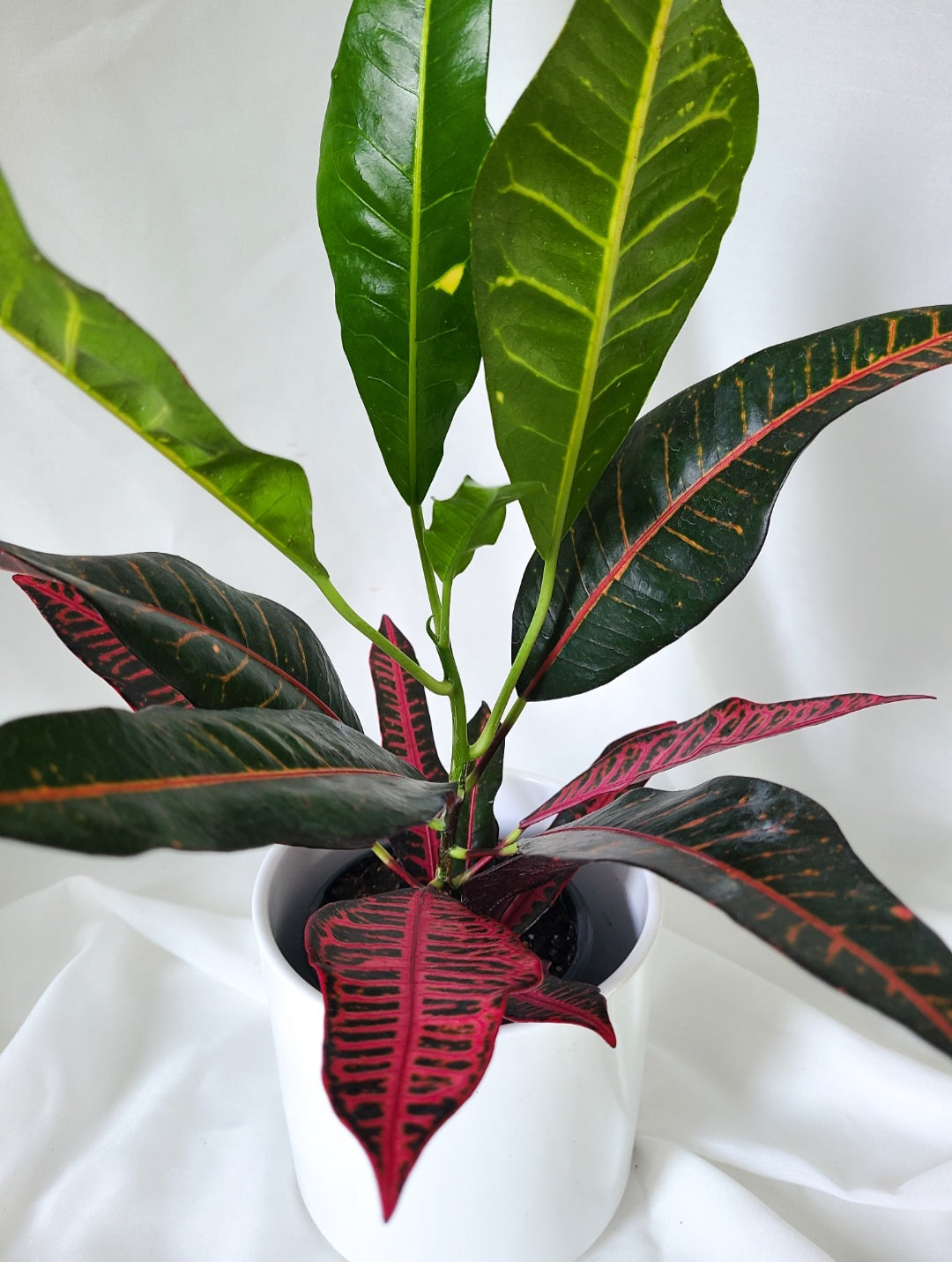 Croton petra