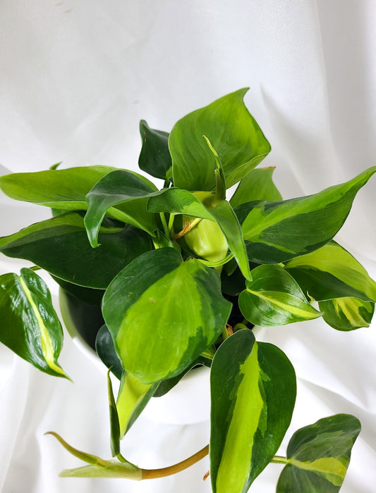 Philodendron brasil