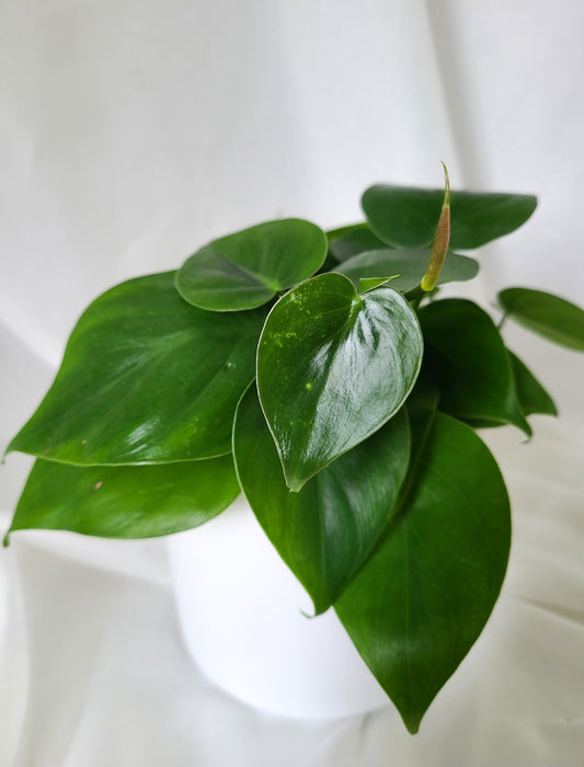 Philodendron cordatum