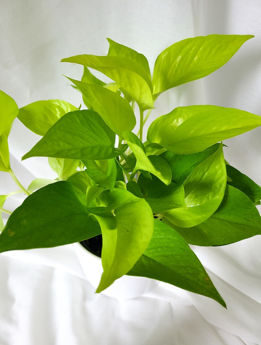 Pothos neon