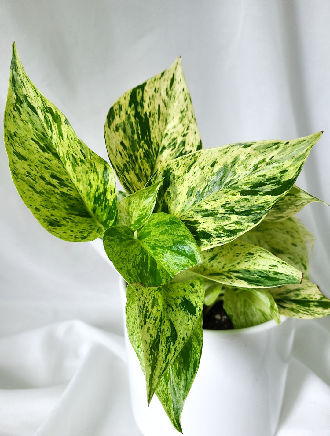 Pothos marble queen