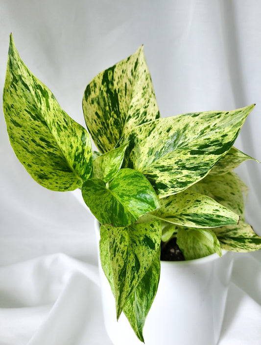 Pothos marble queen