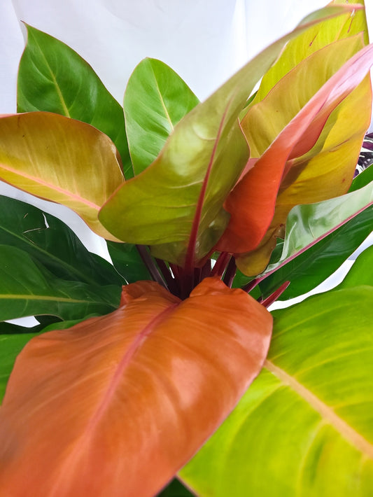 Philodendron prince of orange ** Pick-up seulement **