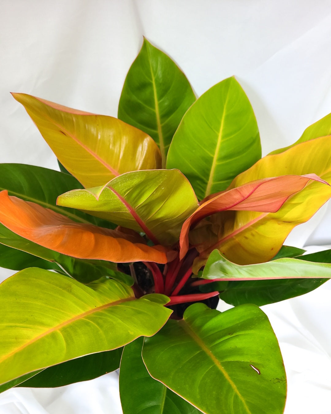 Philodendron prince of orange ** Pick-up seulement **