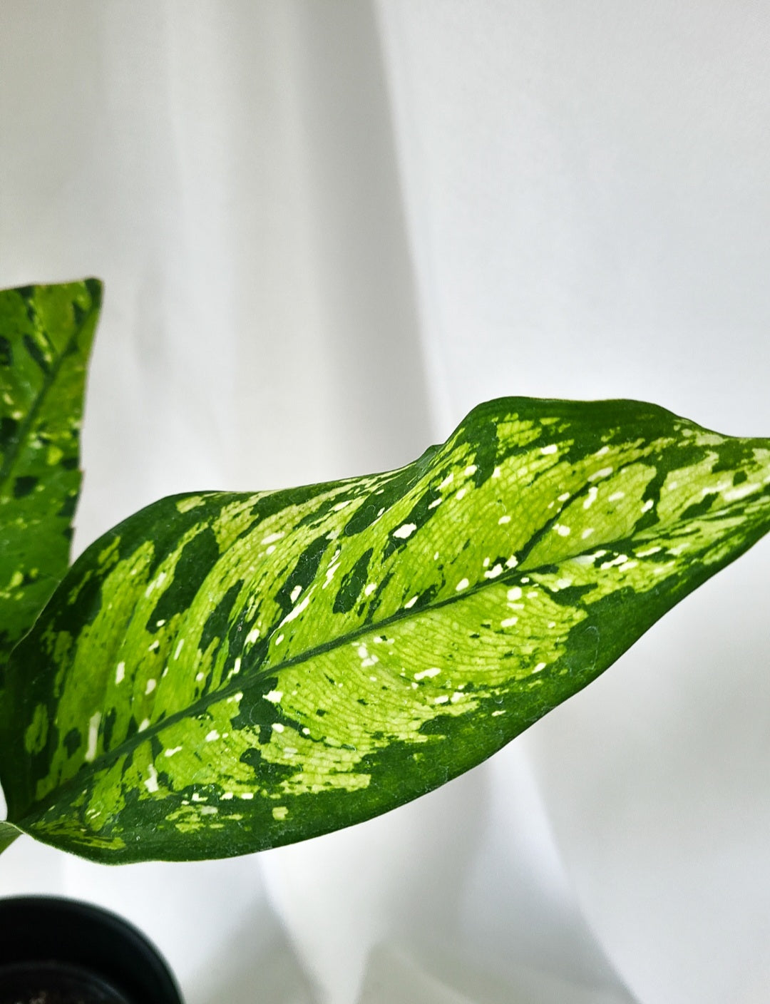 Dieffenbachia Picasso