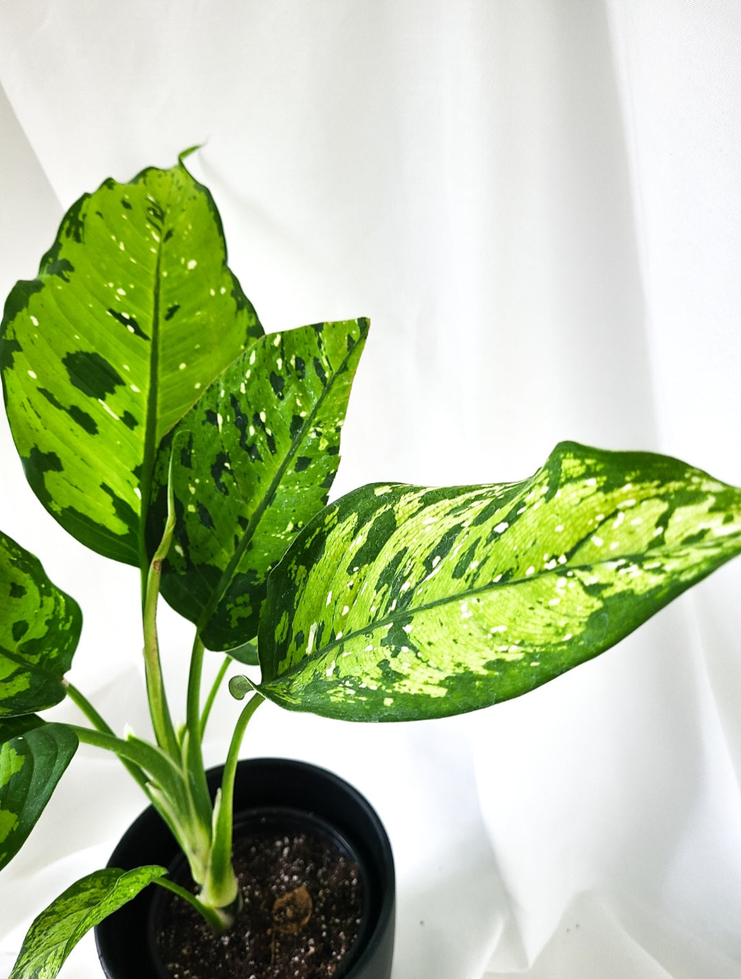 Dieffenbachia Picasso