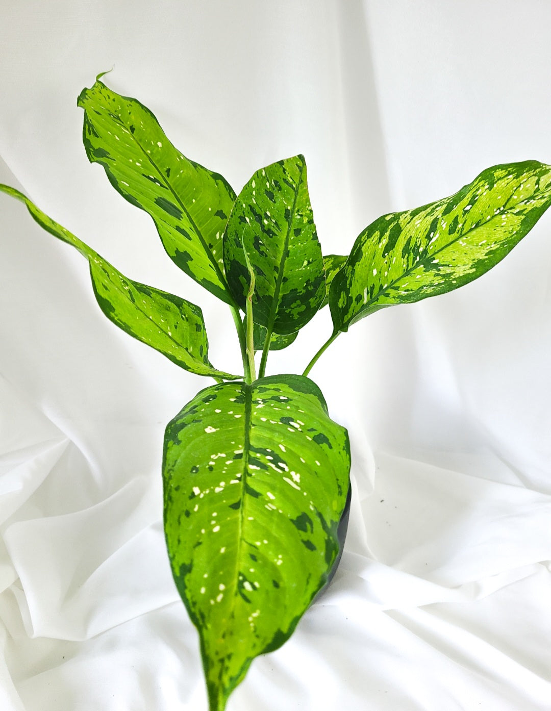 Dieffenbachia Picasso