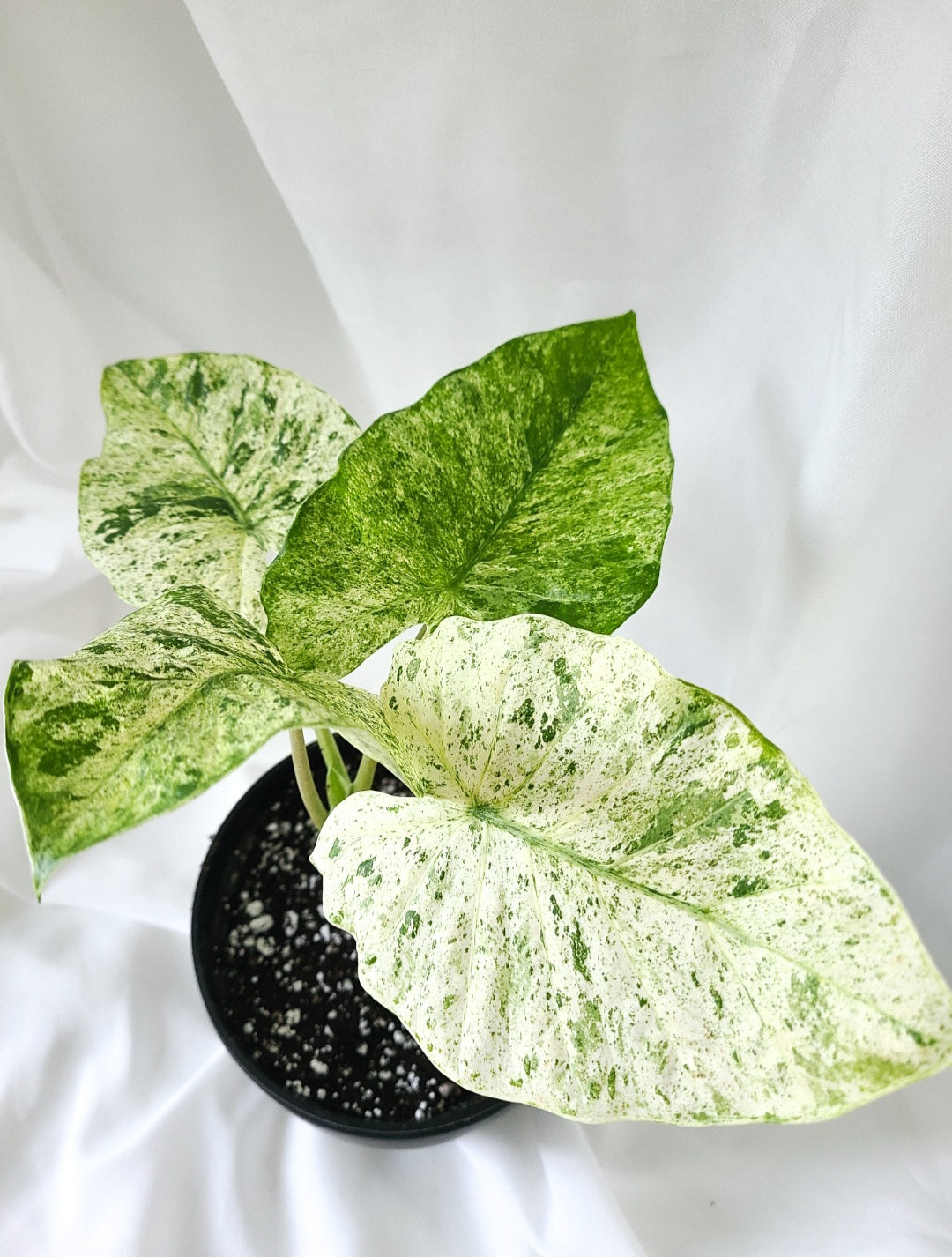 Alocasia odora mint 2