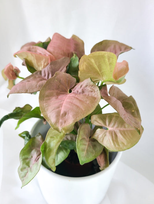 Syngonium neon robusta