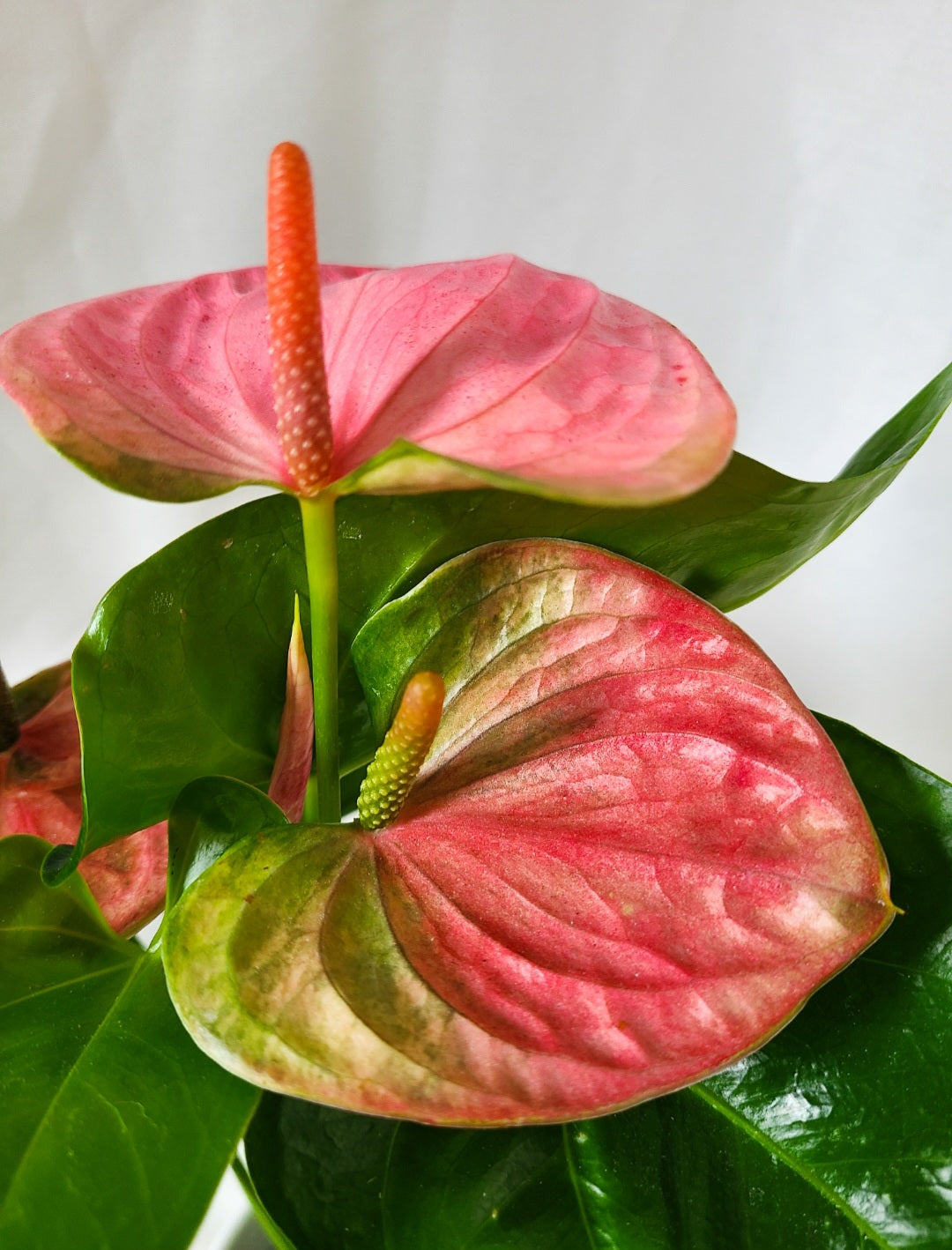 Anthurium andreanum