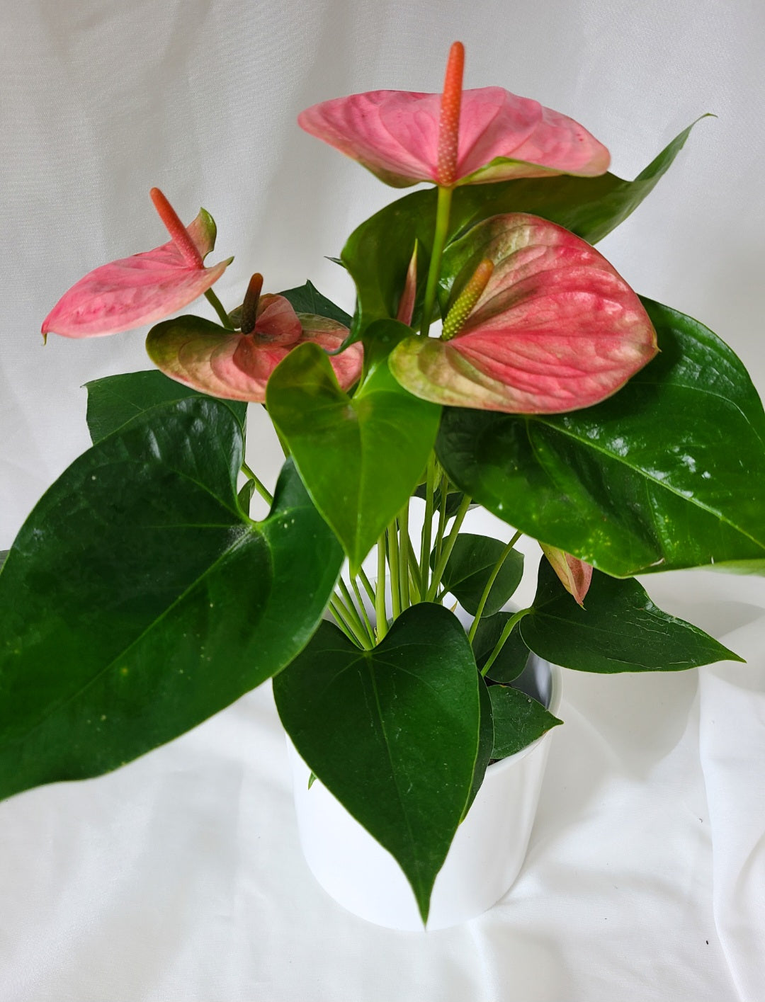 Anthurium andreanum