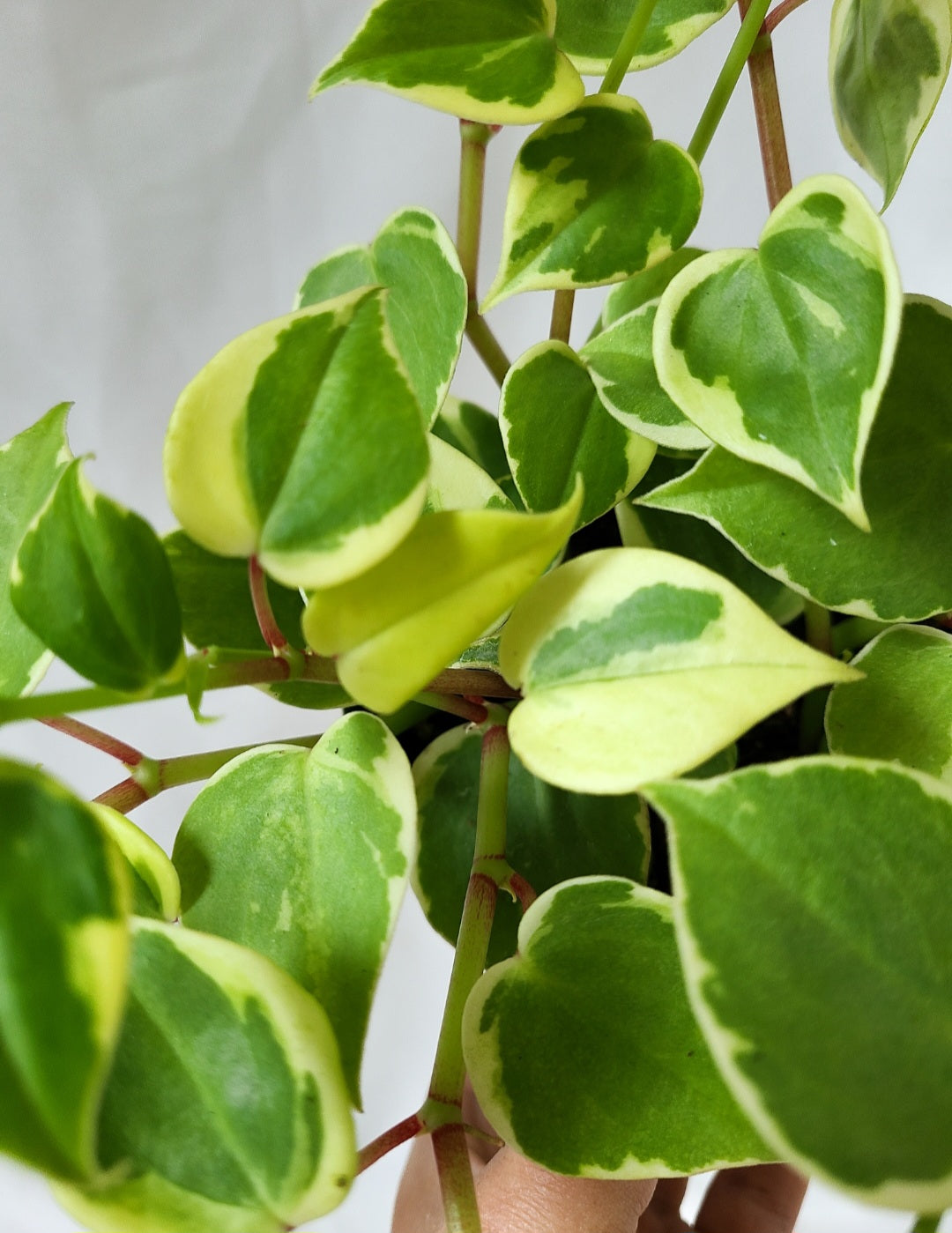 Peperomia scandens variegata