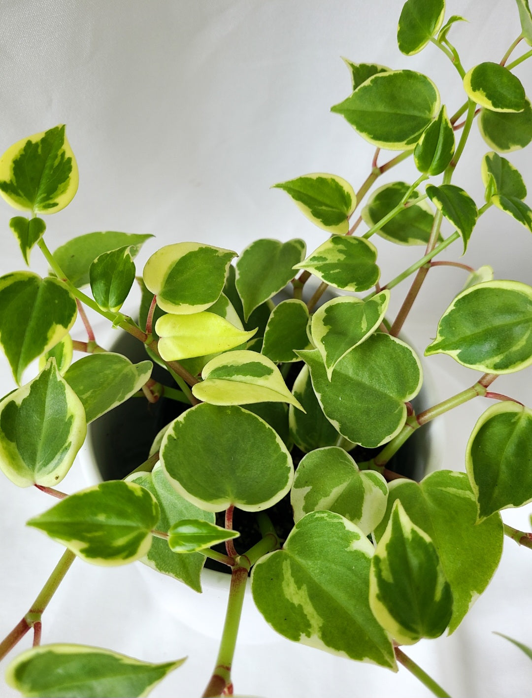 Peperomia scandens variegata