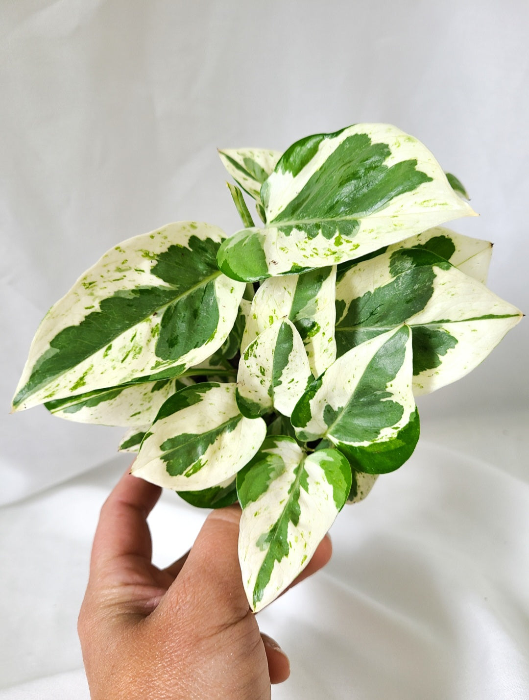 Pothos Pearl and jade