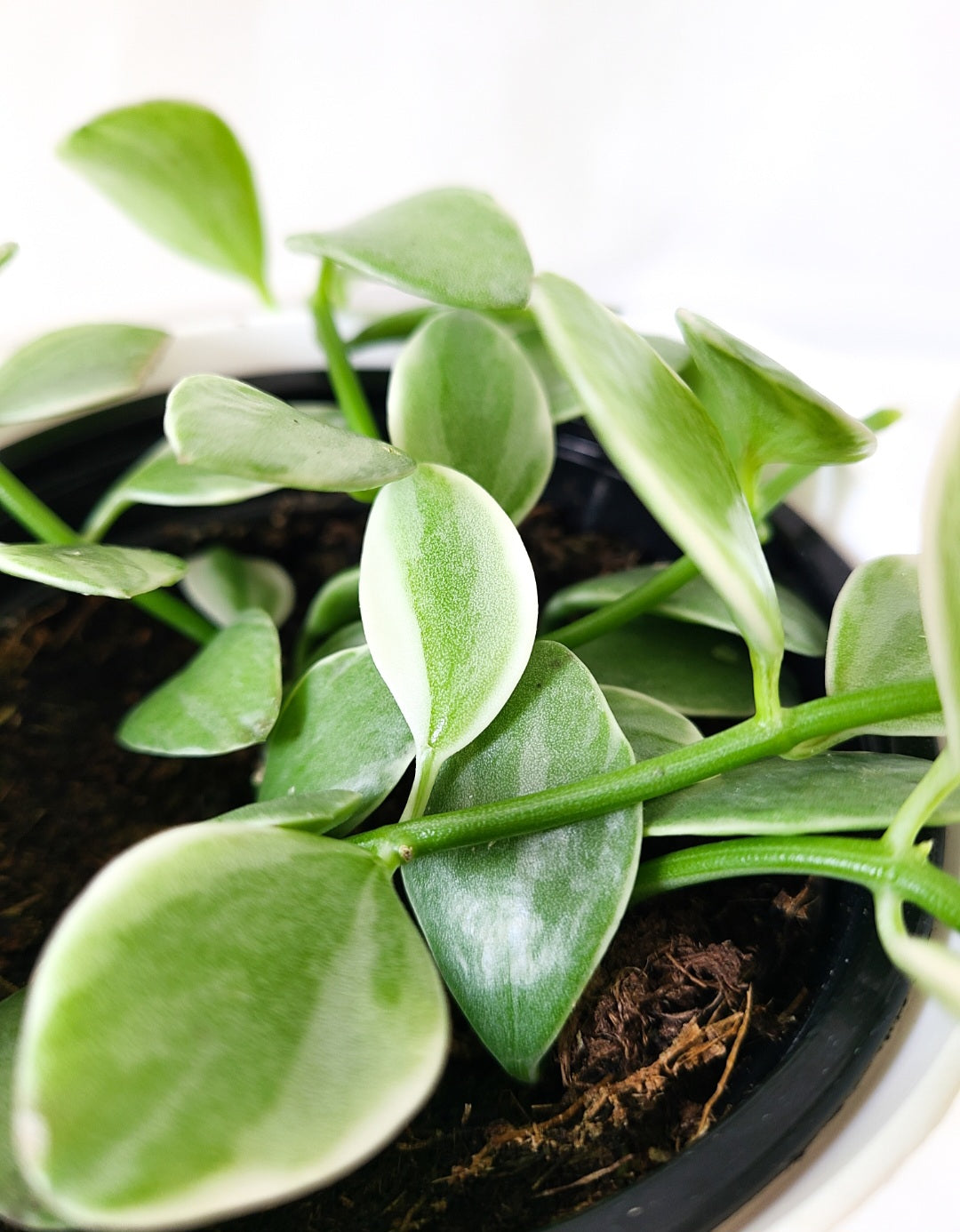 Dischidia variegated