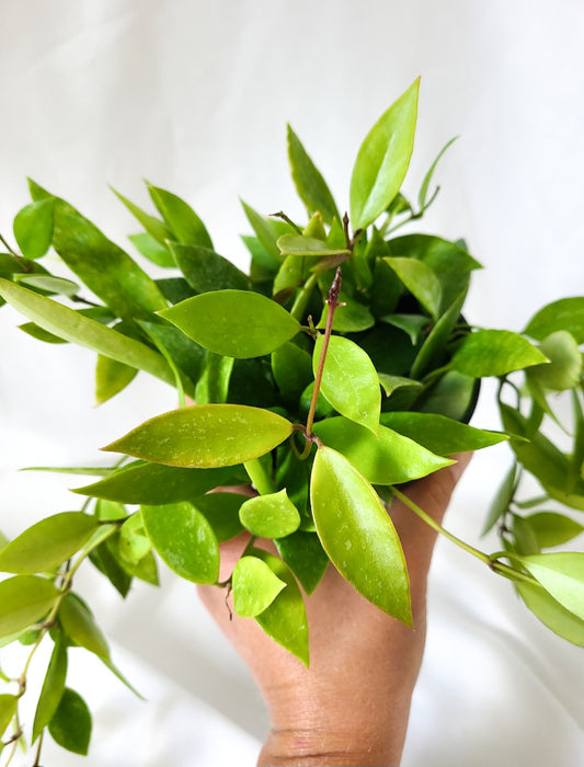 Hoya gracillis