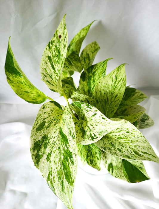 Pothos marble queen 4"