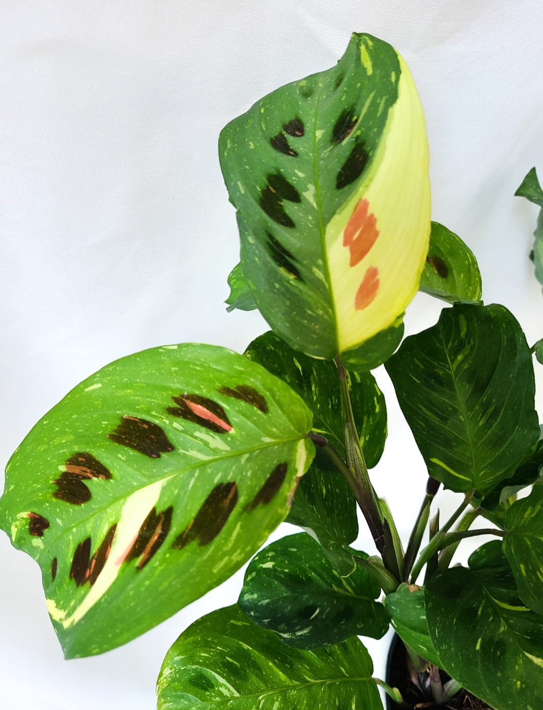 Maranta variagata 2