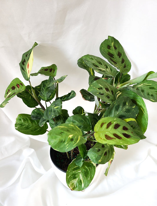 Maranta variagata 2