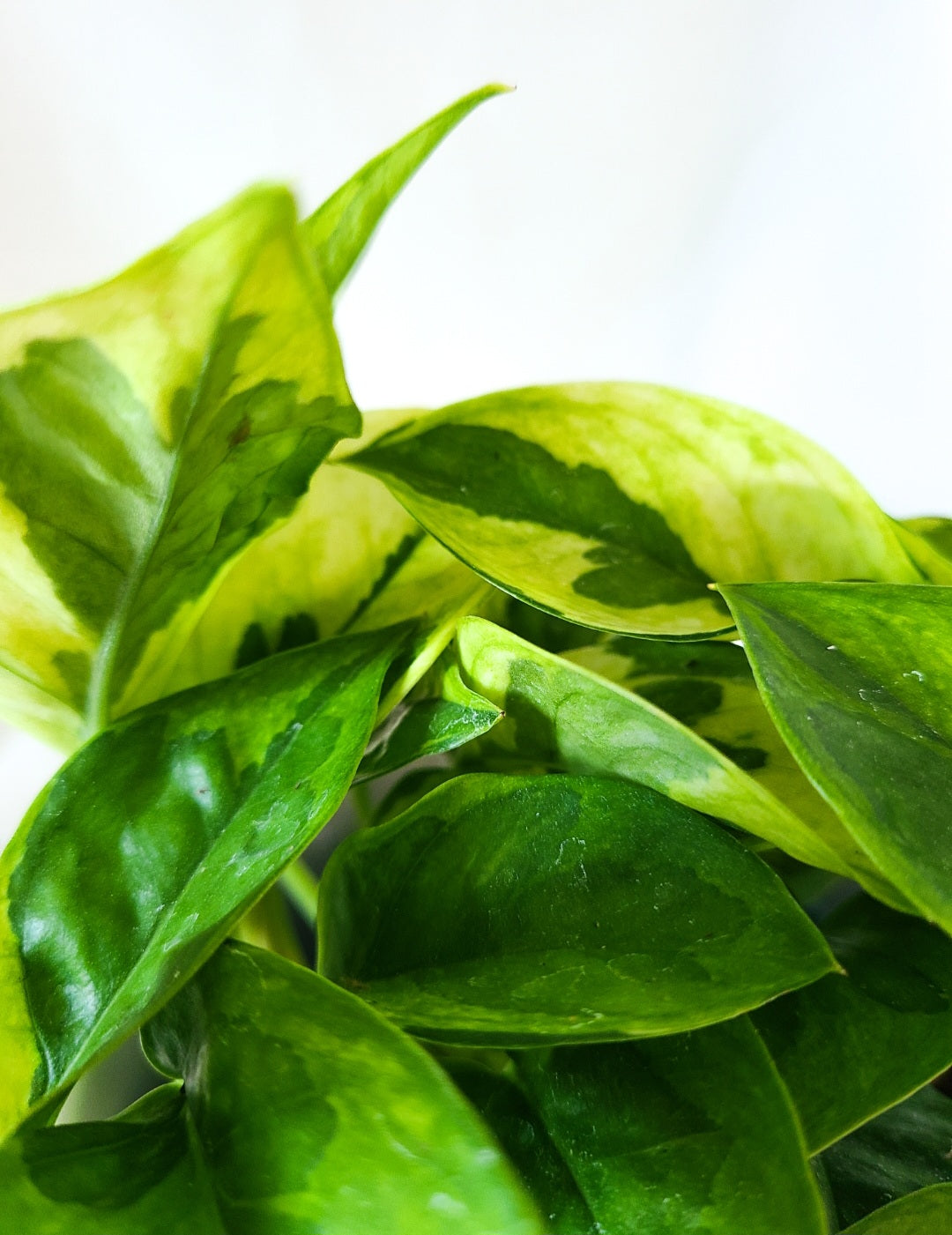 Pothos Lemon meringue