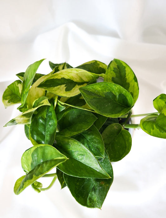 Pothos Lemon meringue