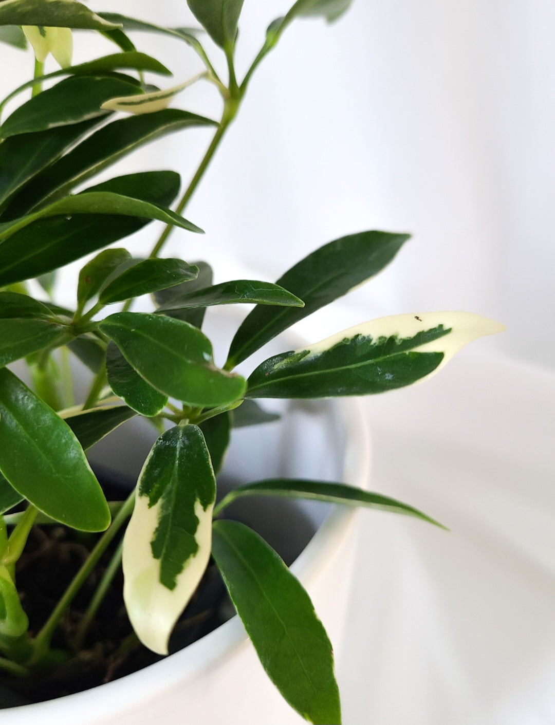 Schefflera arboricola variegated