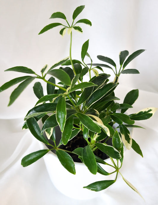 Schefflera arboricola variegated