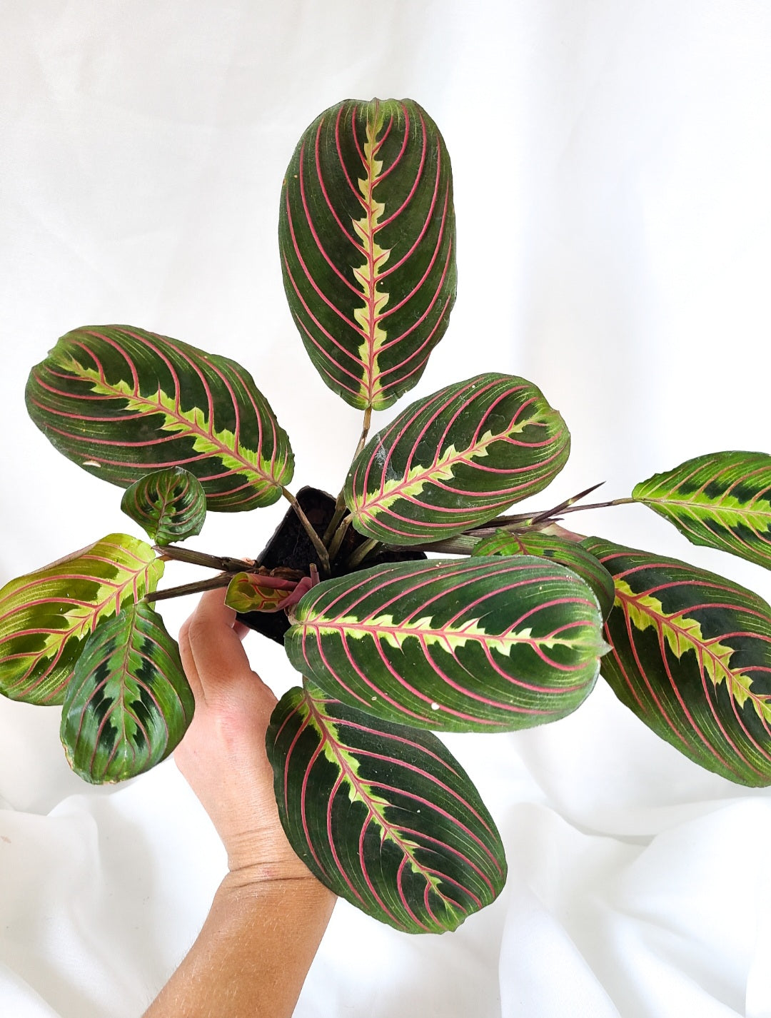 Maranta leuconeura